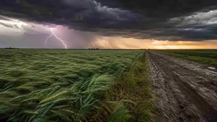 Campo agrícola de la región pampeana con cultivo de invierno y camino rural embarrado bajo un frente de tormenta, con nubes oscuras, lluvia a la distancia y un relámpago intenso en el cielo.
