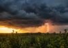 El SMN alerta por tormentas en el NEA y viento fuerte y Zonda en el NOA Cielo tormentoso con nubes cumulonimbus y un rayo sobre un cultivo de yerba mate en el norte de Argentina durante el atardecer.