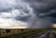 Llegan lluvias y tormentas a la Pampa Húmeda: qué zonas del campo estarán bajo inestabilidad Rodeo de vacas Holando Argentino con terneros en un campo de la Pampa Húmeda bajo un cielo de tormenta y lluvias intensas.