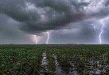 Se activan tormentas localmente fuertes en el centro y avanza el frío: el pronóstico agro hasta el jueves Tormenta intensa sobre un trigo en encañazón en la Pampa Húmeda, con lluvia fuerte, charcos y potentes relámpagos.