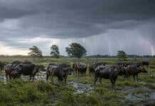 Inestabilidad en el norte y descenso térmico en el centro: así viene el clima hasta el jueves Rodeo de búfalos en un campo anegado de Corrientes bajo tormentas, lluvias intensas, ráfagas y relámpagos.