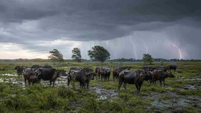 Rodeo de búfalos en un campo anegado de Corrientes bajo tormentas, lluvias intensas, ráfagas y relámpagos.