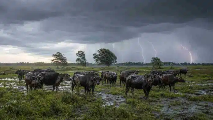 tormentas-bufalos-corrientes-ruralnet Rodeo de búfalos en un campo anegado de Corrientes bajo tormentas, lluvias intensas, ráfagas y relámpagos.