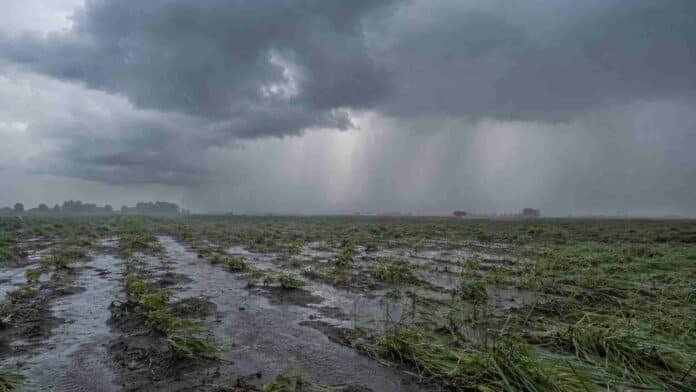 tormentas-lluvias-corrientes-ruralnet Tormentas y lluvias intensas avanzan sobre un campo productivo anegado de Corrientes.