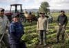 Trabajo rural registrado: cómo inscribirse gratis en el programa del RENATRE Trabajadores rurales realizando tareas de cosecha en un cultivo de hortalizas, con un tractor al fondo.