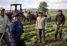Trabajo rural registrado: cómo inscribirse gratis en el programa del RENATRE Trabajadores rurales realizando tareas de cosecha en un cultivo de hortalizas, con un tractor al fondo.