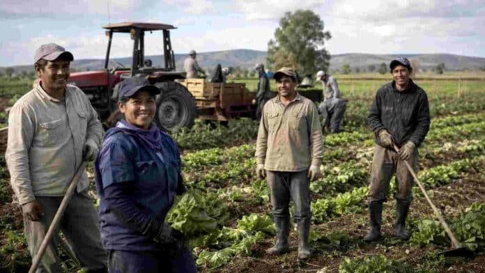 trabajadores-rurales-cosecha-hortalizas-ruralnet Trabajadores rurales realizando tareas de cosecha en un cultivo de hortalizas, con un tractor al fondo.