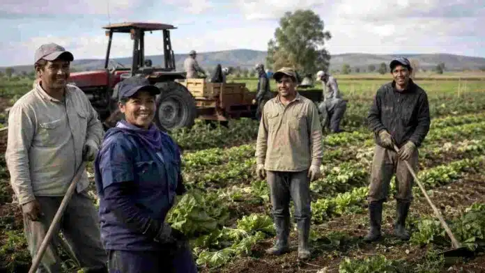 trabajadores-rurales-cosecha-hortalizas-ruralnet Trabajadores rurales realizando tareas de cosecha en un cultivo de hortalizas, con un tractor al fondo.