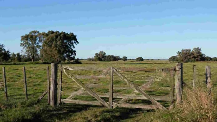 Tranquera de madera en un campo argentino bajo un día soleado, con pasturas verdes, alambrado y cielo despejado.