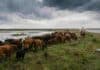 El agua no llegó todavía pero 500.000 vacunos de las islas entrerrianas ya buscan tierra firme por el Súper Niño Productores trasladan un rodeo bovino por humedales de Entre Ríos ante el riesgo de inundaciones y el ascenso de las aguas.