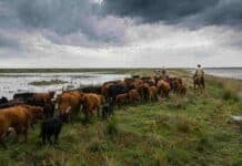 El agua no llegó todavía pero 500.000 vacunos de las islas entrerrianas ya buscan tierra firme por el Súper Niño Productores trasladan un rodeo bovino por humedales de Entre Ríos ante el riesgo de inundaciones y el ascenso de las aguas.