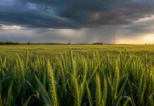 Crecen las chances de un El Niño fuerte y mejora el panorama para el trigo argentino Cultivo de trigo bajo nubes de tormenta y lluvias sobre el horizonte, en un escenario asociado al fenómeno El Niño.