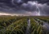 El Niño pone en alerta al mercado mundial del trigo y los aceites vegetales Cultivo de trigo en estado de llenado de granos sobre un lote parcialmente inundado durante una tormenta, con lluvias intensas, relámpagos y cielo oscuro de fondo en la región pampeana argentina.