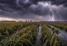 El Niño pone en alerta al mercado mundial del trigo y los aceites vegetales Cultivo de trigo en estado de llenado de granos sobre un lote parcialmente inundado durante una tormenta, con lluvias intensas, relámpagos y cielo oscuro de fondo en la región pampeana argentina.
