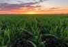 Junio dejó lluvias superiores al promedio y fortaleció las reservas hídricas en Córdoba Cultivo de trigo en estado de macollaje sobre suelo húmedo en un campo de Córdoba, con cielo de atardecer