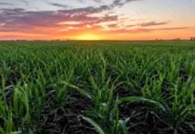 Junio dejó lluvias superiores al promedio y fortaleció las reservas hídricas en Córdoba Cultivo de trigo en estado de macollaje sobre suelo húmedo en un campo de Córdoba, con cielo de atardecer
