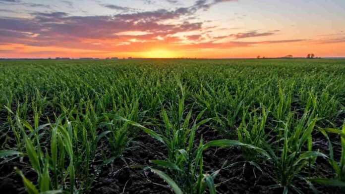 trigo-macollaje-cordoba-suelo-humedo-ruralnet Cultivo de trigo en estado de macollaje sobre suelo húmedo en un campo de Córdoba, con cielo de atardecer