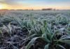 El frío pone a prueba al trigo: el pronóstico marca tres días clave para el cultivo Cultivo de trigo en estado de macollaje cubierto por escarcha tras una helada intensa al amanecer, en un lote agrícola de la región pampeana argentina.