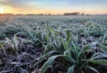 El frío pone a prueba al trigo: el pronóstico marca tres días clave para el cultivo Cultivo de trigo en estado de macollaje cubierto por escarcha tras una helada intensa al amanecer, en un lote agrícola de la región pampeana argentina.