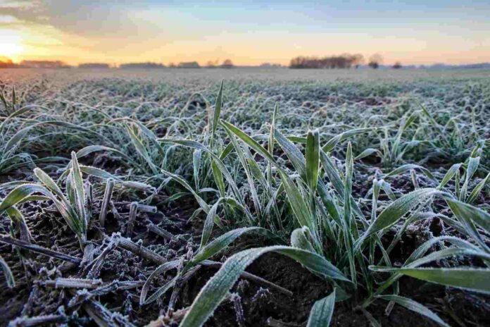 Cultivo de trigo en estado de macollaje cubierto por escarcha tras una helada intensa al amanecer, en un lote agrícola de la región pampeana argentina.