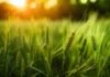 El suelo como protagonista: FERTILIZAR AC tendrá stand y presentación técnica en el Congreso Aapresid 2026 Espigas de trigo verde iluminadas por el sol al atardecer en un lote agrícola.