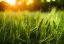 El suelo como protagonista: FERTILIZAR AC tendrá stand y presentación técnica en el Congreso Aapresid 2026 Espigas de trigo verde iluminadas por el sol al atardecer en un lote agrícola.