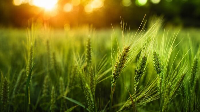 Espigas de trigo verde iluminadas por el sol al atardecer en un lote agrícola.