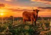 Ganadería y cultivos de servicio: cómo lograr sinergia sin resignar rendimiento Vaca en un campo con rastrojo de maíz y pasturas verdes, bajo un cielo de atardecer con colores cálidos.