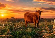 Ganadería y cultivos de servicio: cómo lograr sinergia sin resignar rendimiento Vaca en un campo con rastrojo de maíz y pasturas verdes, bajo un cielo de atardecer con colores cálidos.