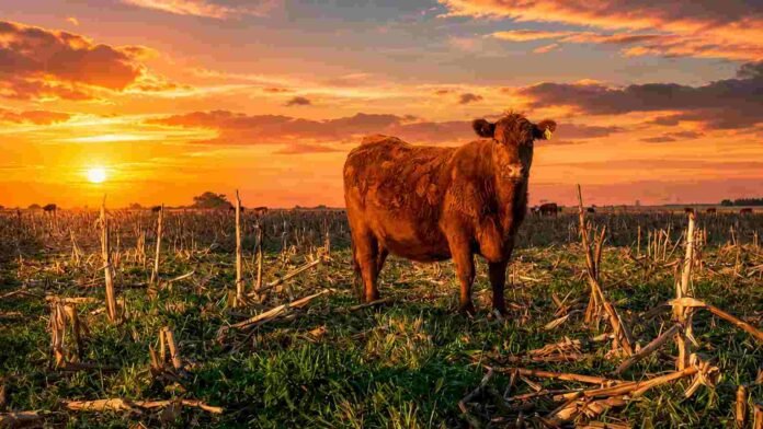Vaca en un campo con rastrojo de maíz y pasturas verdes, bajo un cielo de atardecer con colores cálidos.