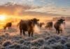 Heladas en Argentina: el pronóstico agro para el fin de semana Vacas pastando sobre un campo pampeano cubierto de escarcha durante un amanecer invernal, con abundante vaho visible por el frío, luz cálida del sol naciente y paisaje rural argentino.