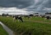 El Niño llegará en primavera y el INTA advierte que el golpe más duro para los tambos llegará en marzo y abril Vacas lecheras pastando en un tambo bajo cielo nublado, con canal de drenaje e instalaciones rurales al fondo, en una escena que ilustra la preparación ante excesos hídricos.