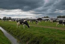 El Niño llegará en primavera y el INTA advierte que el golpe más duro para los tambos llegará en marzo y abril Vacas lecheras pastando en un tambo bajo cielo nublado, con canal de drenaje e instalaciones rurales al fondo, en una escena que ilustra la preparación ante excesos hídricos.