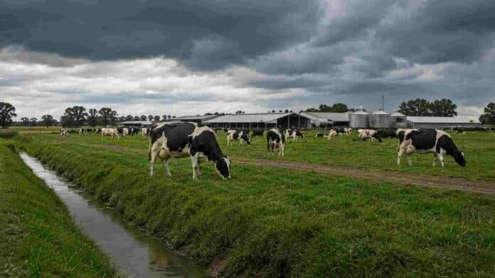 Vacas lecheras pastando en un tambo bajo cielo nublado, con canal de drenaje e instalaciones rurales al fondo, en una escena que ilustra la preparación ante excesos hídricos.