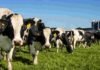 Por qu茅 los grupos internacionales est谩n eligiendo Argentina para invertir en l谩cteos: la respuesta est谩 en el mapa Vacas lecheras Holando Argentino pastando en un establecimiento tambero con silos e infraestructura de producci贸n de leche al fondo.
