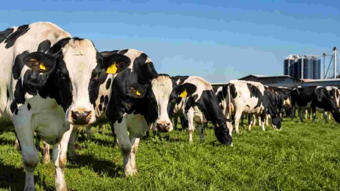 Vacas lecheras Holando Argentino pastando en un establecimiento tambero con silos e infraestructura de producción de leche al fondo.