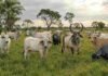 Brasil roza el cupo de carne en China y enfrenta un freno en Europa Rodeo en un campo brasileño con ejemplares de razas bovinas cebuinas, entre ellas Nelore, Brahman, Tabapuã, Guzerá y Cebú, junto con bubalinos pastando sobre una pradera verde bajo un cielo nublado.