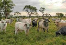 Brasil roza el cupo de carne en China y enfrenta un freno en Europa Rodeo en un campo brasileño con ejemplares de razas bovinas cebuinas, entre ellas Nelore, Brahman, Tabapuã, Guzerá y Cebú, junto con bubalinos pastando sobre una pradera verde bajo un cielo nublado.