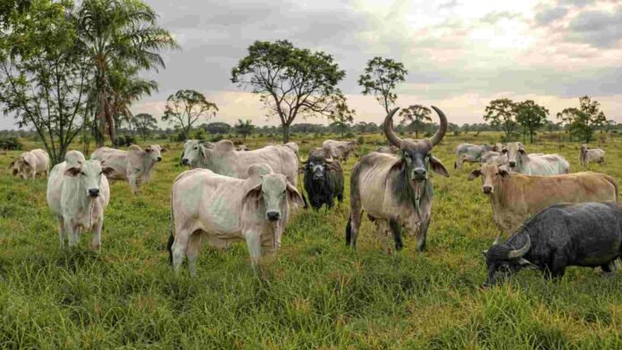 Rodeo en un campo brasileño con ejemplares de razas bovinas cebuinas, entre ellas Nelore, Brahman, Tabapuã, Guzerá y Cebú, junto con bubalinos pastando sobre una pradera verde bajo un cielo nublado.