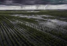 NOAA ve 95% de probabilidad de un El Niño muy fuerte: qué puede pasar con las lluvias Vista aérea de campos agrícolas inundados tras fuertes lluvias en la región pampeana argentina, con cultivos parcialmente cubiertos por agua, cielo de tormenta y un relámpago en el horizonte.