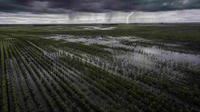 Tormenta sobre campos inundados en la región pampeana Vista aérea de campos agrícolas inundados tras fuertes lluvias en la región pampeana argentina, con cultivos parcialmente cubiertos por agua, cielo de tormenta y un relámpago en el horizonte.