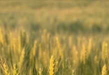 Trigo en Entre Ríos: el 85% está entre bueno y muy bueno