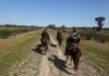 Operativo contra el abigeato: hallaron vacunos preparados para el arreo y otros 13 en Paraguay Patrulla policial a caballo recorriendo una zona rural de Formosa durante un operativo contra el abigeato.