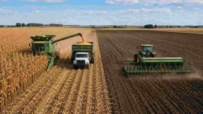 Cosecha de maíz y siembra de trigo en un campo agrícola, en una escena que representa el crecimiento de la actividad de la cadena agropecuaria en Argentina.