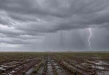 Lanzan dos alertas por lluvias de hasta 50 mm y ráfagas de 70 km/h Lluvias persistentes sobre un campo agrícola del Litoral argentino, con cielo cubierto, cortina de lluvia y un relámpago en el horizonte