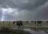 Rige alerta por lluvias persistentes: esperan hasta 70 mm en cuatro provincias Vacas Holando bajo lluvias persistentes y tormenta eléctrica en un campo del norte de Santa Fe