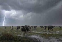 Rige alerta por lluvias persistentes: esperan hasta 70 mm en cuatro provincias Vacas Holando bajo lluvias persistentes y tormenta eléctrica en un campo del norte de Santa Fe