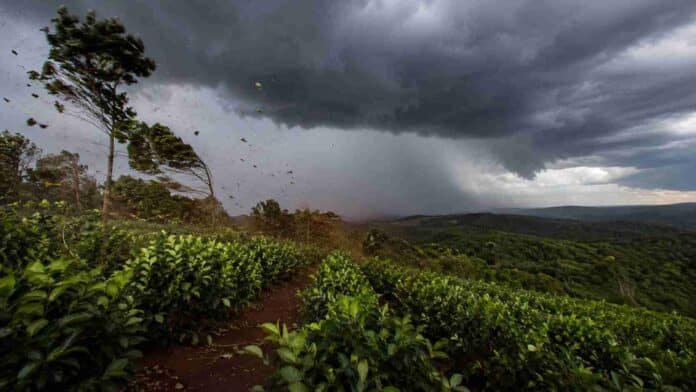 alerta-tormentas-viento-yerbal-misiones-ruralnet Tormenta con fuertes ráfagas de viento y una cortina de lluvia avanza sobre un yerbal de Misiones.