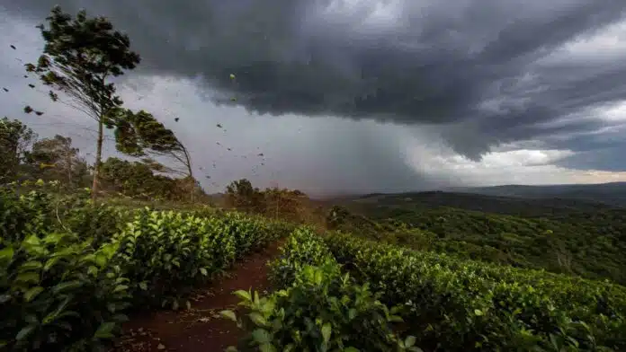 alerta-tormentas-viento-yerbal-misiones-ruralnet Tormenta con fuertes ráfagas de viento y una cortina de lluvia avanza sobre un yerbal de Misiones.