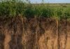 Pasturas perennes superan a la agricultura continua en carbono alfalfa sobre un perfil de suelo arenoso con raíces profundas visibles.